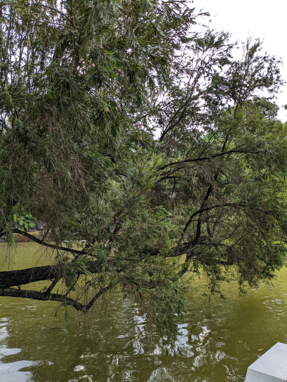 vegetation at a park taken with google pixel 6a
