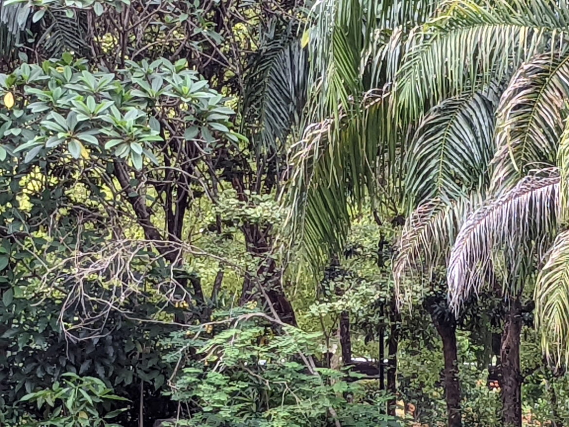 7x zoom shot of a grove and lake taken with google pixel 6a