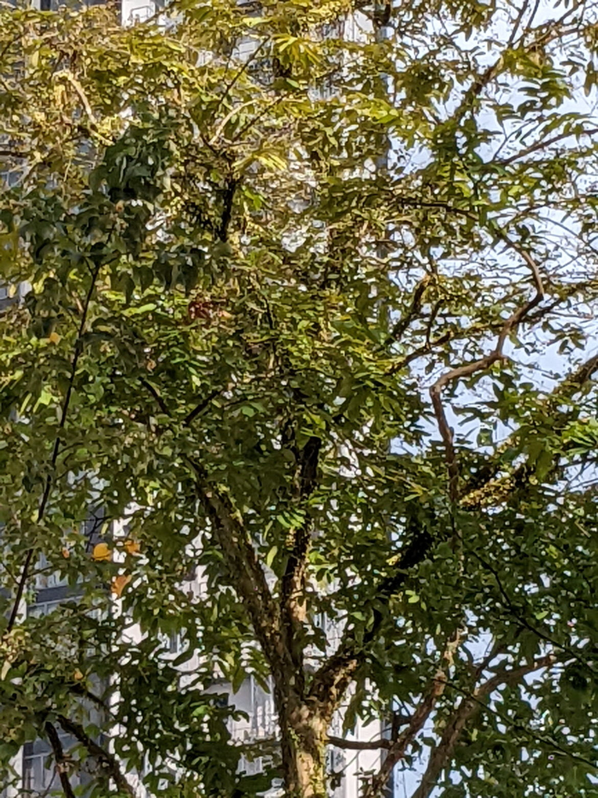 7x zoom of leaves taken by google pixel 6a