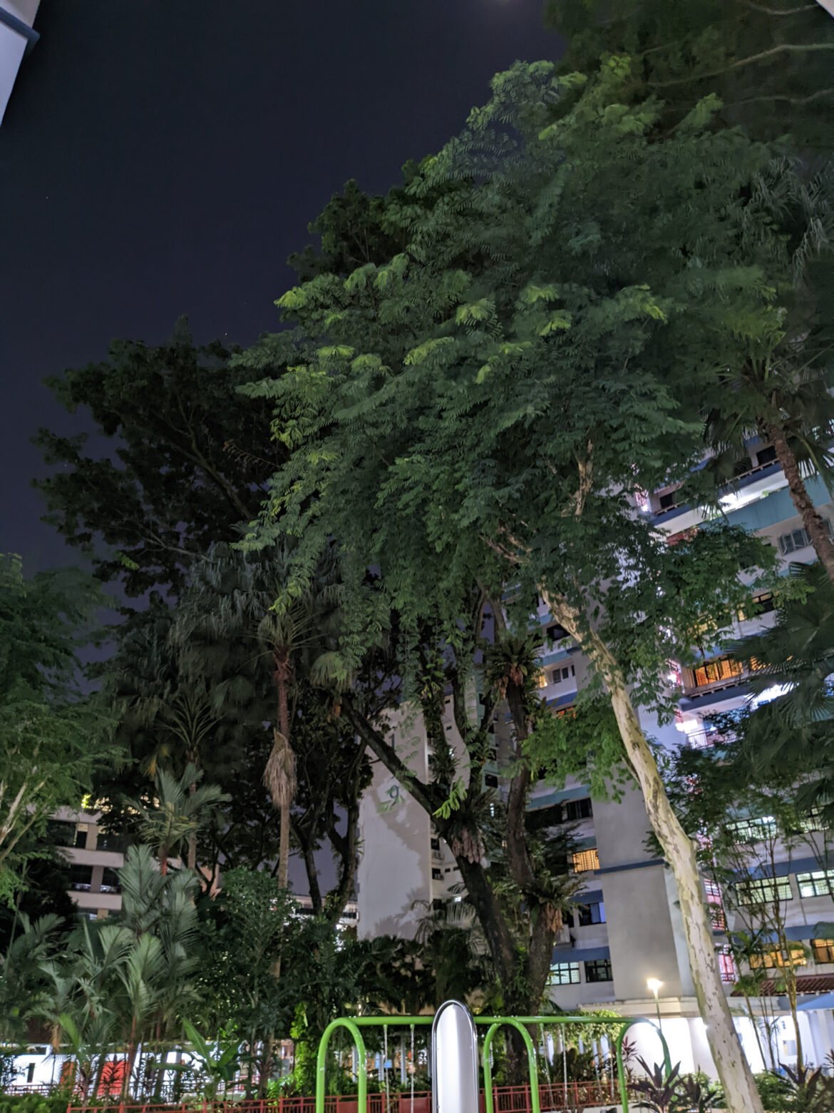 night shot of trees taken with google pixel 6a